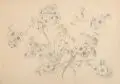 Oskar Schröder, Phlox und Mädchenauge / Phlox. Anfang 20. Jh, Bleistiftzeichnungen auf festem Papier