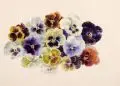 Minni (Hermine) Herzing, Klatschmohn / Stiefmütterchen / Kapuzinerkresse. 1960er Jahre, Wasserfarben auf gelblichem Papier