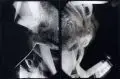Michael Brendel, Live Wire, 1986, Fotografie (Negativmontage, Fotosequenzmontage) auf Barytpapier