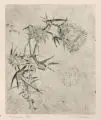 Erich Lindenau, Kohlweißling auf einer Distelblüte / Distel, Pusteblume und Tränendes Herz, Um 1950, Kaltnadelradierungen mit Plattenton auf Velin