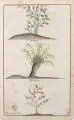 Thomas Albrecht Pingeling, oder Gottfried Christian Pingeling, Fünf enzyklopädische Baum- und Strauchdarstellungen. 2. H. 18. Jh, Radierungen, koloriert, auf Bütten
