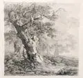 Remigius Adrianus Haanen, Alter Baum am Waldrand