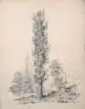 Walter Ulbricht, Baumstudie (Säuleneiche), 1891, Bleistiftzeichnung auf kräftigem Papier