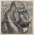 Wilhelm Rudolph, Kopf eines Mandrills. Wohl 1940er Jahre