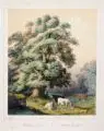 Carl Wilke, Mittags-Ruhe, Farblithografie, koloriert und eiweißgehöht