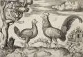 Francis Barlow, Gérard Levillain et al., Sechs Vogeldarstellungen 17. /18. Jh, Kupferstiche und Radierungen auf Bütten auf Untersatzpapier