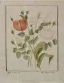 August Wilhelm Ludwig Lehmann, Tulpe und Rosenzweig, 1824, Aquarell über Blei