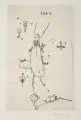 Horst Hussel, Cetonia auromarmorata, Dieckmann - Goldmarmorierter Rosenkäfer, 1995, Radierung mit Tonplatte, aquarelliert