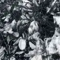 Jean Kirsten, Magnolienblüte, 2011, Siebdruck auf PVC-Träger