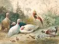 Robert Erbe, Truthühner, Hahn und und Wildente im Garten, 1884, Aquarell und Gouache auf Papier