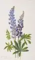 Minni (Hermine) Herzing, Lupinen / Goldregen. 1961/ 1962