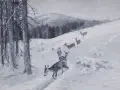 Albert Ernst Mühlig, Rehe im Schnee. Ende 19. Jh