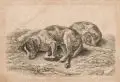 Johann Christian Reinhart, Zwei schlafende Jagdhunde