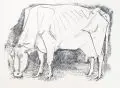 Waldemar Grzimek, Grasende Kuh. Ohne Jahr, Lithographie auf Bütten