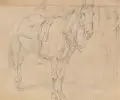 Johann Adam Klein, Gesatteltes Pferd. 19. Jh, Bleistiftzeichnung auf Zeichenpapier