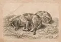 Johann Christian Reinhart, Zwei schlafende Jagdhunde