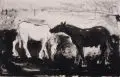 Erhard Hippold, Zwei Pferde auf der Koppel. Ohne Jahr, Feder- und Pinselzeichnung in Tusche auf feinem Velin