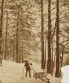 August Kotzsch, Im Winterwald, Um 1870, Albuminabzug