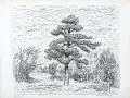 Wilhelm Rudolph, Landschaft mit großer Kiefer. Wohl vor 1945