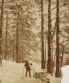 August Kotzsch, Im Winterwald, Um 1870, Albuminabzug