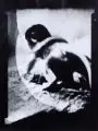 Olaf Rauh, LockendES, 1992, Fotografie auf Barytpapier