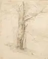 Max Barduleck, Baumstudie, 1862, Bleistiftzeichnung, laviert