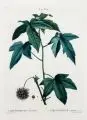 Jean Marie Mixelle, Liquidambar, Um 1820, Kolorierte Radierung nach einem Gemälde von P