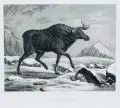 Hermann Menzler, Der Elenhirsch, Lithographien nach Zeichnungen von J