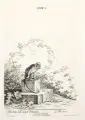 Johann Elias Ridinger, Meerkatze mit langem Schwanz, 1741, Kupferstich auf Bütten nach L