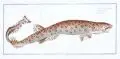Ludwig Schmidt, Squalus Canicula. Der getigerte Hay, Wohl 1844, Kupferstich, altkoloriert, auf C & I Honig - Bütten