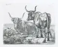 Johann Adam Klein, Die beiden poln. Ochsen am Wasser, Radierungen