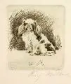Pekinese sitzend by Richard Müller, 1921, Radierung, offered Mar 2009