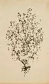 Alexander Olbricht, Beerenstrauch, Lithographien