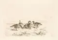 Karl Bodmer, Entenfamilie, Um 1840, Lithographie