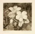Erich Lindenau, Kirschblüten/ Lilienblüte, 1954, Kaltnadelradierungen