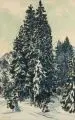 Erich Fraaß, Schneebedeckte Bäume. Ohne Jahr, Pinselzeichnung in Tusche und Pastellkreide