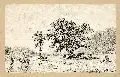 Hermann Kauffmann, Seenlandschaft mit ruhender Herde, 1869, Federzeichnung in Tusche