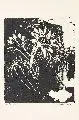 Pol Cassel, Kakteenblüte