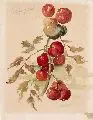 Carl Lorenz, Tomatenstaude, 1918, Aquarell über Bleistift auf Japan