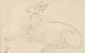 Carl Gottlieb Peschel, Drei Tierstudien