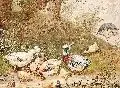 Robert Erbe, Geflügel im Wald, 1881, Aquarell und Gouache auf Papier