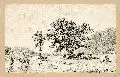 Hermann Kauffmann, Seenlandschaft mit ruhender Herde, 1869, Federzeichnung in Tusche