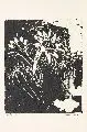 Pol Cassel, Kakteenblüte