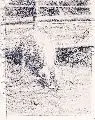 Das kleine Schwein by Richard Müller, 1912, Kohlezeichnung, offered Dec 2006