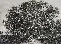 Carl Wilhelm Kolbe, Parklandschaft
