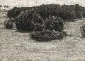 Gertrud Schäfer, Landschaft, Kohlezeichnung