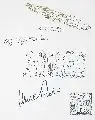 Imre Vidék, Adler, 1997, Mappe mit vier Farbserigraphien mit Adlermotiven