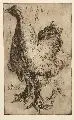 Richard Müller, Huhn
