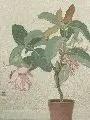 Karl Kurt Müller-Wolkenstein, Blumentopfstilleben, Um 1910/15, Aquarell auf graubraunem Papier