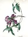 Caroline Therese Friedrich, Clematis, 1885, Aquarell